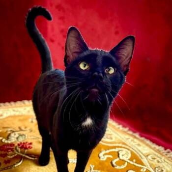 Moon -  Domestic Short Hair Cat for Adoption in Bentonville, Arkansas - Moon | PetCurious