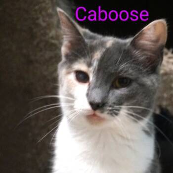 Rescue Domestic Short Hair Cats for Adoption in Carmel, Indiana - Caboose | PetCurious