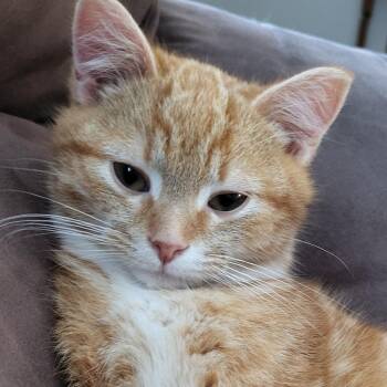 Domestic Short Hair Cats Available for Adoption - Havarti | PetCurious