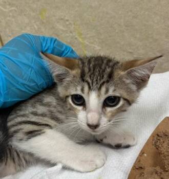 Nam Wan -  Domestic Short Hair Cat for Adoption in Honolulu, Hawaii - Nam Wan | PetCurious
