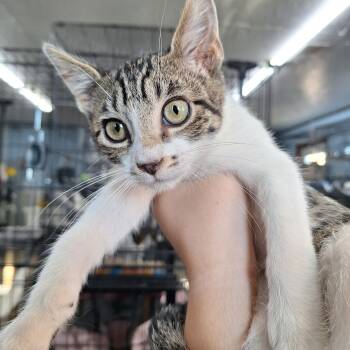 Earl -  Domestic Short Hair Cat for Adoption in Clarinda, Iowa - Earl | PetCurious