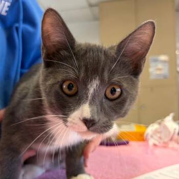 Domestic Short Hair Cats Available for Adoption in Goleta, California - Rick | PetCurious