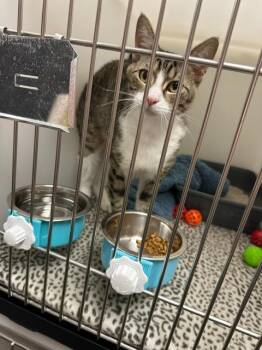 Domestic Short Hair Cats Available for Adoption in Blountville, Tennessee - Tejas | PetCurious
