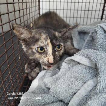 JOHNNY -  Domestic Short Hair Cat for Adoption in San Antonio, Texas - JOHNNY | PetCurious