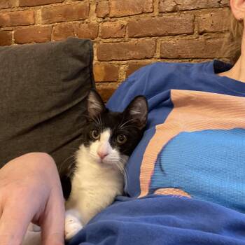 Rescue Domestic Short Hair Cats for Adoption in Stamford, Connecticut - Stunning, Snuggly Santorini | PetCurious