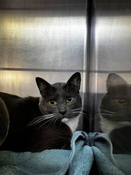 Domestic Short Hair Cats Available for Adoption - Moose Tracks | PetCurious