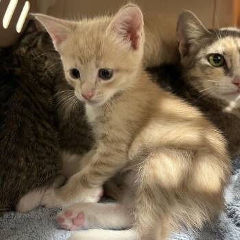 Kaia -  Domestic Short Hair Cat for Adoption in Clearwater, Florida - Kaia | PetCurious