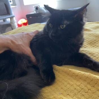 Domestic Long Hair Cats Available for Adoption in Eagle Mountain, Utah - Teddy Romero | PetCurious