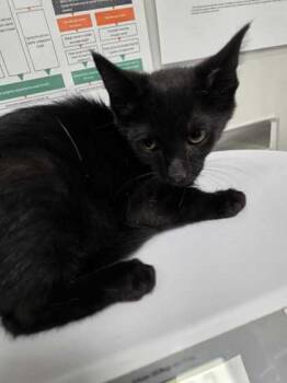 Pawn -  Domestic Short Hair Cat for Adoption in Sevierville, Tennessee - Pawn | PetCurious