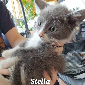Stella -  Domestic Short Hair Cat for Adoption in Buffalo, Wyoming - Stella | PetCurious