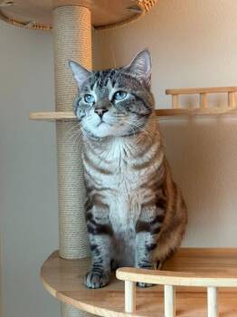 Rescue Domestic Short Hair Cats for Adoption in Minneapolis, Minnesota - Howie | PetCurious