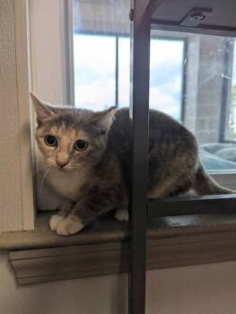 Domestic Short Hair Cats Available for Adoption - PABLANO | PetCurious