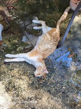VALOR DEL TIGRE -  Domestic Short Hair Cat for Adoption in San Antonio, Texas - VALOR DEL TIGRE | PetCurious