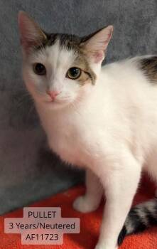 Pullet -  Domestic Short Hair Cat for Adoption - Pullet | PetCurious
