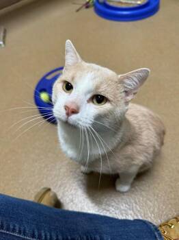 BISQUE -  Domestic Short Hair Cat for Adoption in St. Peters, Missouri - BISQUE | PetCurious