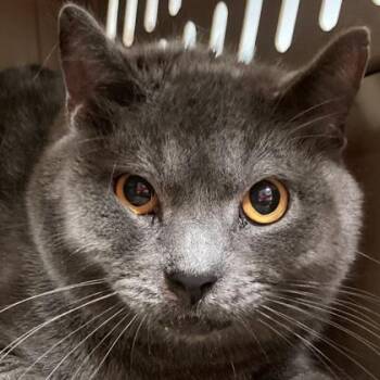 Greeble Baby -  Domestic Short Hair Cat for Adoption in Cincinnati, Ohio - Greeble Baby | PetCurious
