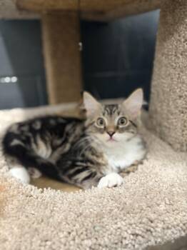 Mackerel -  Domestic Long Hair Cat for Adoption in Medford Lakes, New Jersey - Mackerel | PetCurious
