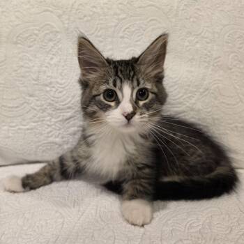 Tully -  Domestic Short Hair Cat for Adoption in Lauderdale, Minnesota - Tully | PetCurious