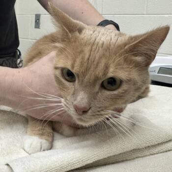 Domestic Short Hair Cats Available for Adoption in Murray, Utah - Xavier | PetCurious