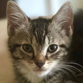 Bloom -  Domestic Short Hair Cat for Adoption in Cumming, Georgia - Bloom | PetCurious