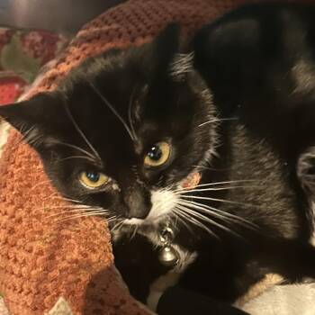 Pepe -  Domestic Short Hair Cat for Adoption in Veneta, Oregon - Pepe | PetCurious