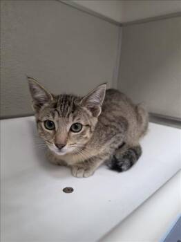 BLOSSOM -  Domestic Short Hair Cat for Adoption in Tracy, California - BLOSSOM | PetCurious