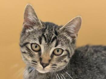 Jony -  Domestic Short Hair Cat for Adoption in Portland, Oregon - Jony | PetCurious