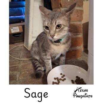 Sage -  Tabby Cat for Adoption in Dallas, Texas - Sage | PetCurious