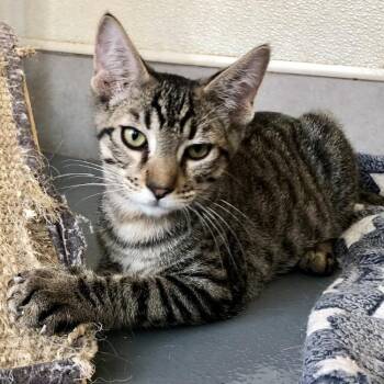 Scout -  Domestic Short Hair Cat for Adoption in Lodi, California - Scout | PetCurious