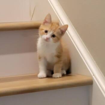 Mango -  Domestic Short Hair Cat for Adoption in Wyandotte, Michigan - Mango | PetCurious