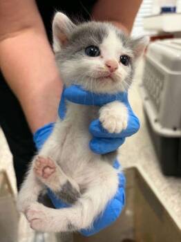 Moonbeam -  Domestic Short Hair Cat for Adoption in Gastonia, North Carolina - Moonbeam | PetCurious