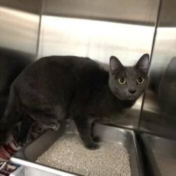 Fargo -  Domestic Short Hair Cat for Adoption in Bullhead City, Arizona - Fargo | PetCurious