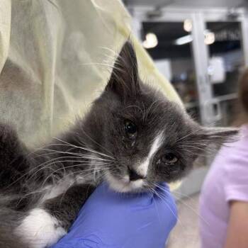 Hawthorne -  Domestic Medium Hair Cat for Adoption in Salt Lake City, Utah - Hawthorne | PetCurious