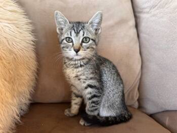 Rescue Domestic Short Hair Cats for Adoption in Colorado Springs, Colorado - BELLATRIX | PetCurious