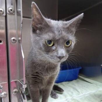 Bageera -  Domestic Short Hair Cat for Adoption in Lake Havasu City, Arizona - Bageera | PetCurious