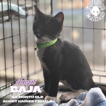 Baja -  Domestic Short Hair Cat for Adoption in Wilmington, North Carolina - Baja | PetCurious