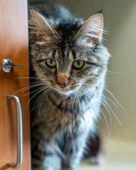 Jane -  Domestic Medium Hair and Domestic Short Hair Cat for Adoption in Pequot Lakes, Minnesota - Jane | PetCurious