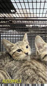CLAUDE -  Domestic Short Hair Cat for Adoption in West Palm Beach, Florida - CLAUDE | PetCurious