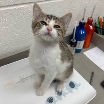 Rescue Domestic Short Hair Cats for Adoption in Grand Rapids, Michigan - Nomad - Chow Hound Knapp's Corner | PetCurious