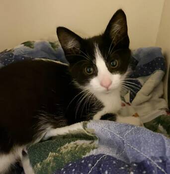 Moo (CH-Wobbly Cat Syndrome) -  Domestic Short Hair Cat for Adoption in Port Washington, Wisconsin - Moo (CH-Wobbly Cat Syndrome) | PetCurious