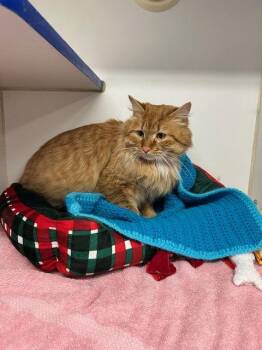 Domestic Medium Hair Cats Available for Adoption - Cheeto 1 Year Male | PetCurious