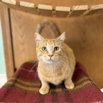 Filippa -  Domestic Short Hair Cat for Adoption in Fargo, North Dakota - Filippa | PetCurious