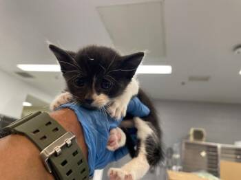 Domestic Short Hair Cats Available for Adoption in Thousand Palms, California - A1910559 | PetCurious