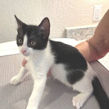 Rescue Domestic Short Hair Cats for Adoption in Austin, Texas - Willow CB | PetCurious