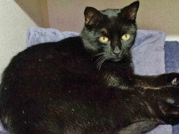 Rescue Domestic Short Hair Cats for Adoption in Delhi, New York - AIRBNB | PetCurious