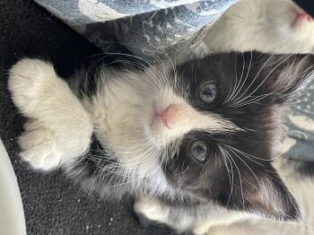 Agnes -  Domestic Short Hair Cat for Adoption in Fruit Heights, Utah - Agnes | PetCurious