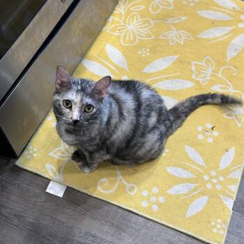 Kaia -  Dilute Tortoiseshell Cat for Adoption in Long Beach, Mississippi - Kaia | PetCurious