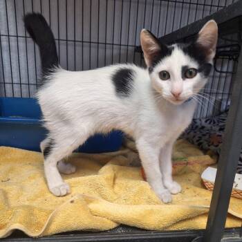 Spunky -  Domestic Short Hair Cat for Adoption in Lakeland, Florida - Spunky | PetCurious