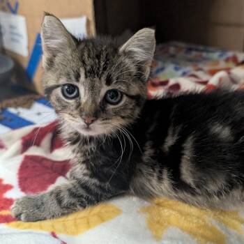 Waverly -  Domestic Short Hair Cat for Adoption in West Olive, Michigan - Waverly | PetCurious