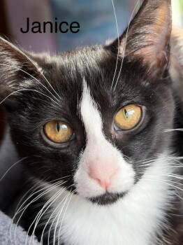 Domestic Short Hair Cats Available for Adoption in Minneapolis, Minnesota - Janice / Bob | PetCurious
